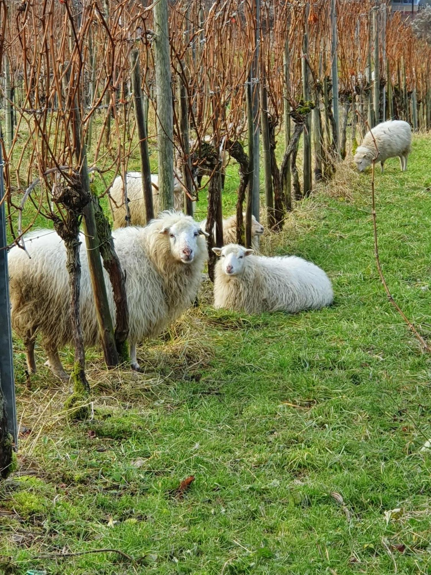 Ferienwohnung An Der Mosel, Romeo Senheim Zewnętrze zdjęcie